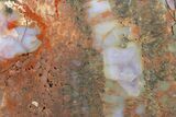 Polished, Petrified Wood (Araucarioxylon) - Arizona #176988-2